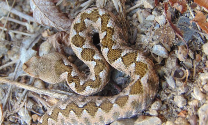 Austrian boy, 4, bitten by venomous snake at Croatian campsite