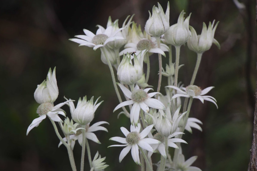 White furry or flannel material-looking bunch of growing flowers with grey coloured centres.