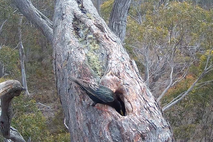 A starling looks deep inside a tree hollow