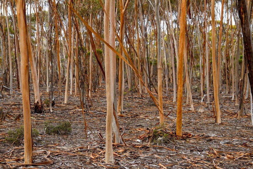 Bushland, with mostly clear ground and many young, narrow but tall trees.