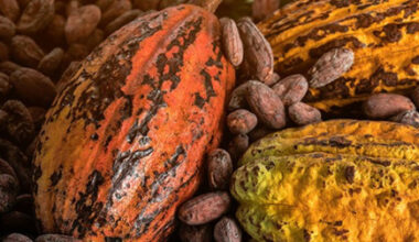 EU-Backed Program Opens Support Window for SMEs in Cocoa, Timber and Cassava Value Chains