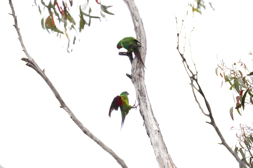 A swift parrot lands under another swift parrot on a tree trunk