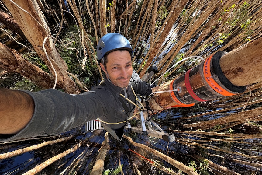A person in a helmet grins and takes a selfie while strapped to a towering tree in a tall sunny forest.