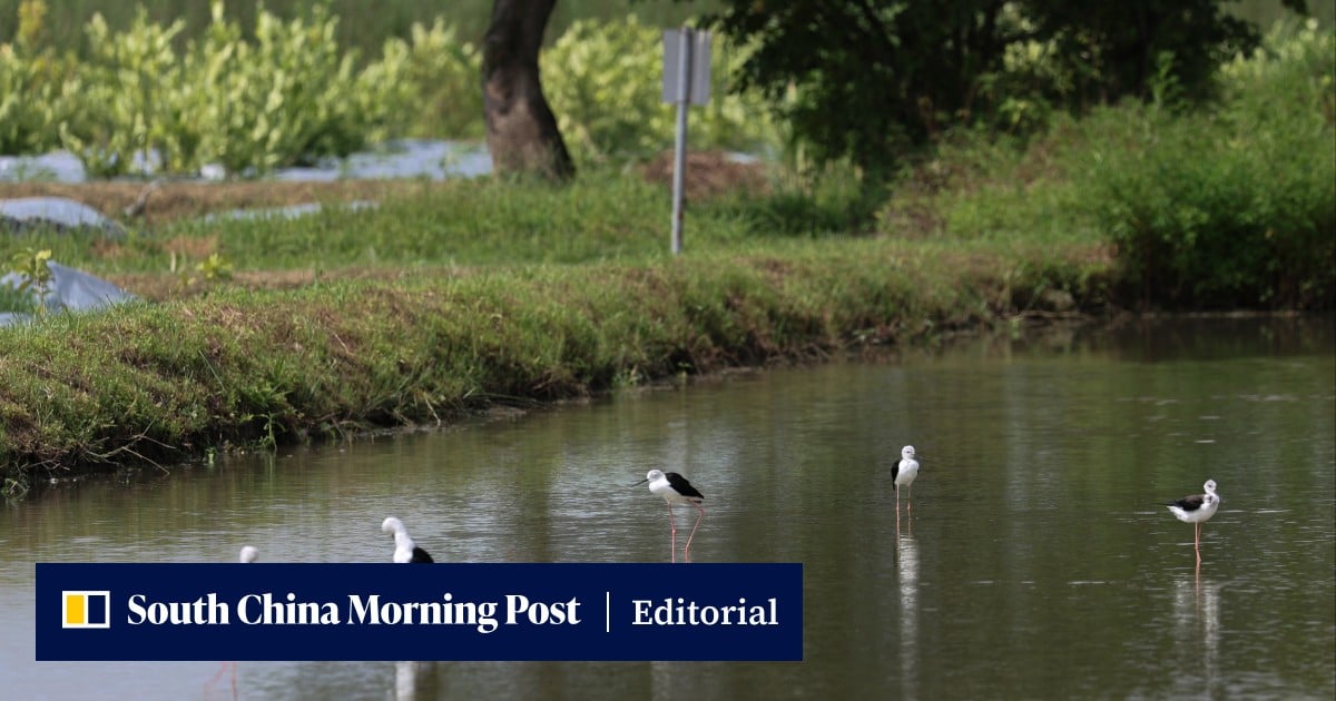 Editorial | As Hong Kong boosts governance efficiency with AI, balance is key