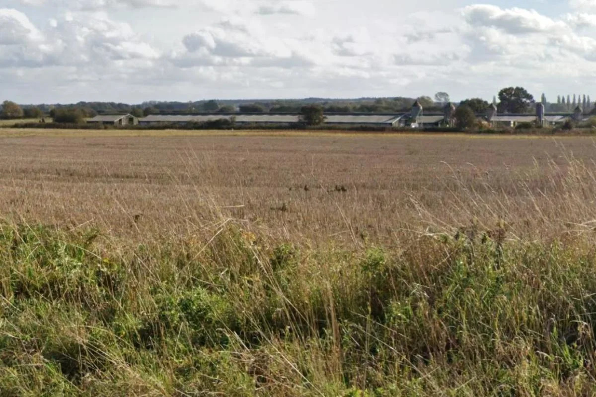 Why this Norfolk farm is scrapping its turkey operation for 2.5m chickens instead