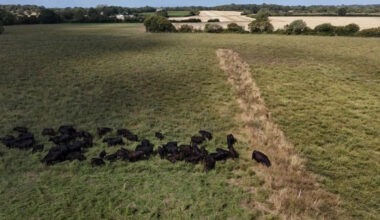 As Europe bakes, momentum grows for climate-resilient farming