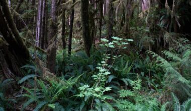 2 million undeveloped acres of WA forest at risk from White House proposed change – KIRO 7 News Seattle