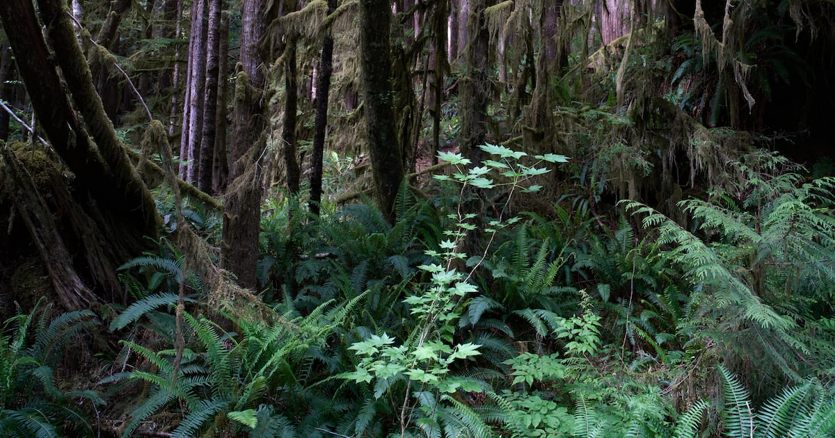 2 million undeveloped acres of WA forest at risk from White House proposed change – KIRO 7 News Seattle
