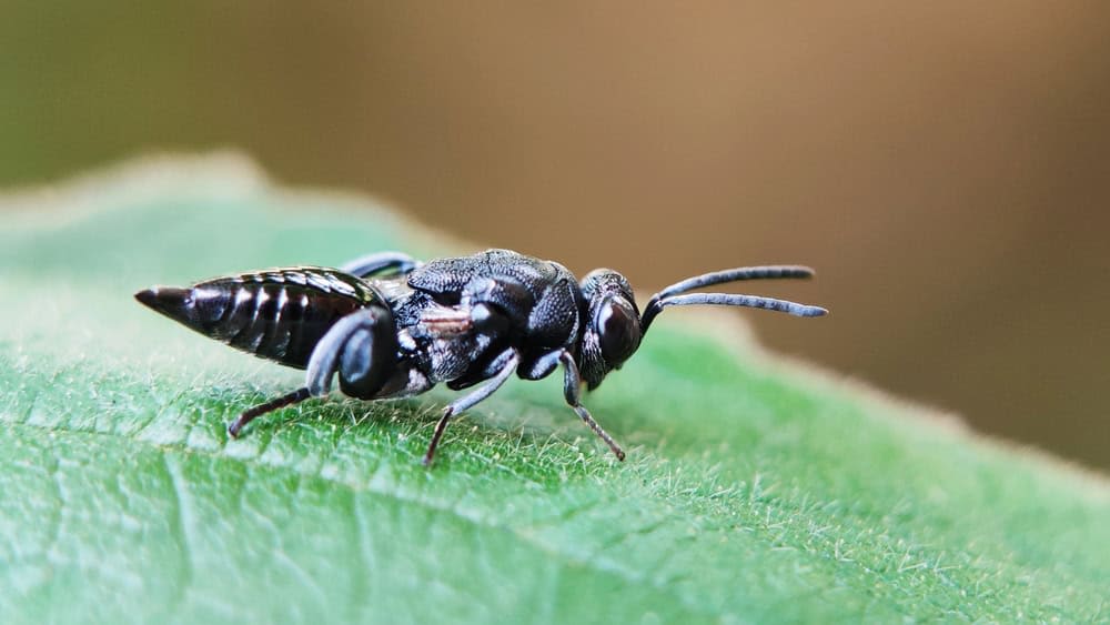 Five Newly Discovered Wasps Reveal Cyprus’ Hidden Biodiversity