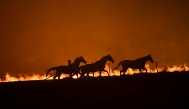 In Greece, horses flee flames as fast-moving wildfire destroys more than 100 homes