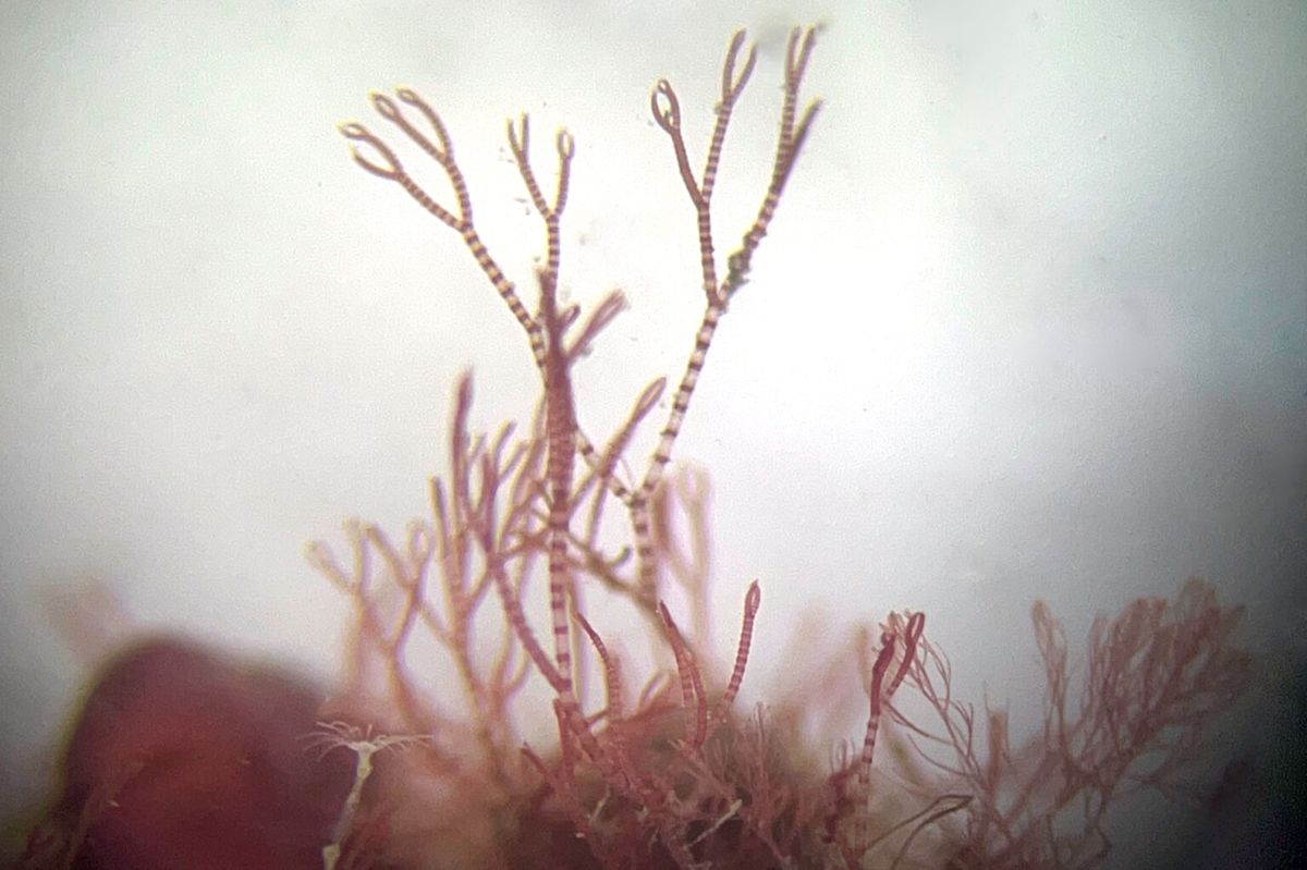 Ancient maerl beds reveal seaweed species new to science off England's Cornwall coast
