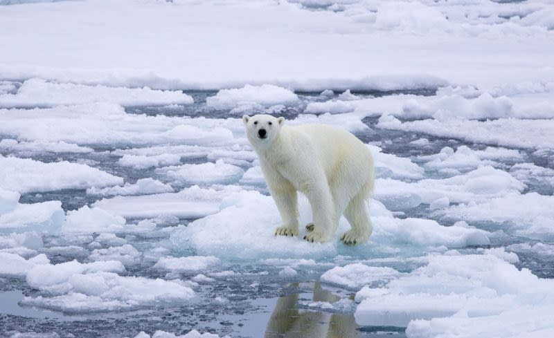 Boater fined for waking snoozing polar bear in Norway’s Svalbard archipelago