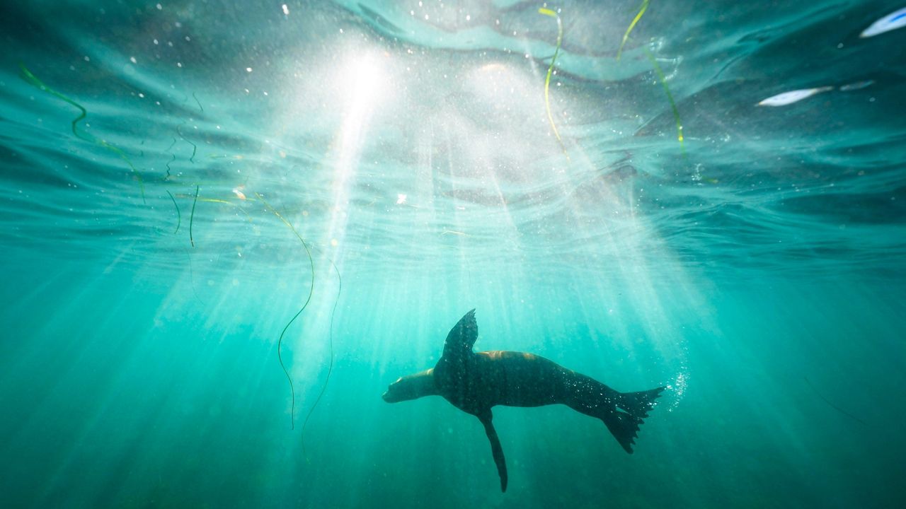 A sea lion swims over seagrass in San Diego's La Jolla Cove on Oct. 10, 2023. (AP Photo/Gregory Bull)
