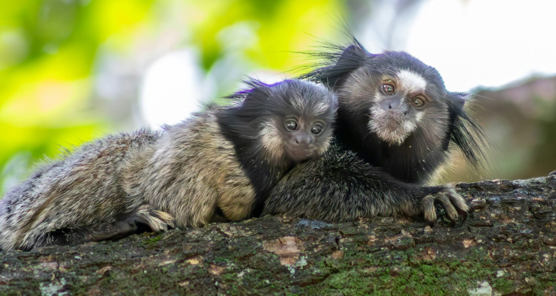 Marmosets from Croatia Transferred to Spanish Sanctuary: “They Aren't Pets”
