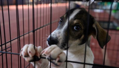 After Greece's wildfire, a rescue effort turns to the animals left behind