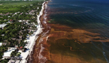 Seaweed smothers coastlines from the Caribbean to Mexico