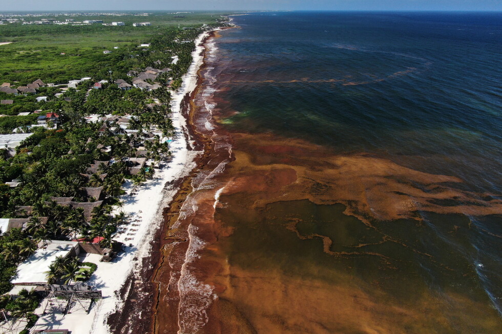 Seaweed smothers coastlines from the Caribbean to Mexico