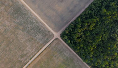 Brazil's Supreme Court backs state laws denying tax incentives for Amazon soy moratorium