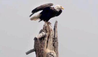 Remains of famed eagle Jackie will go to tribes. Some fans fighting it