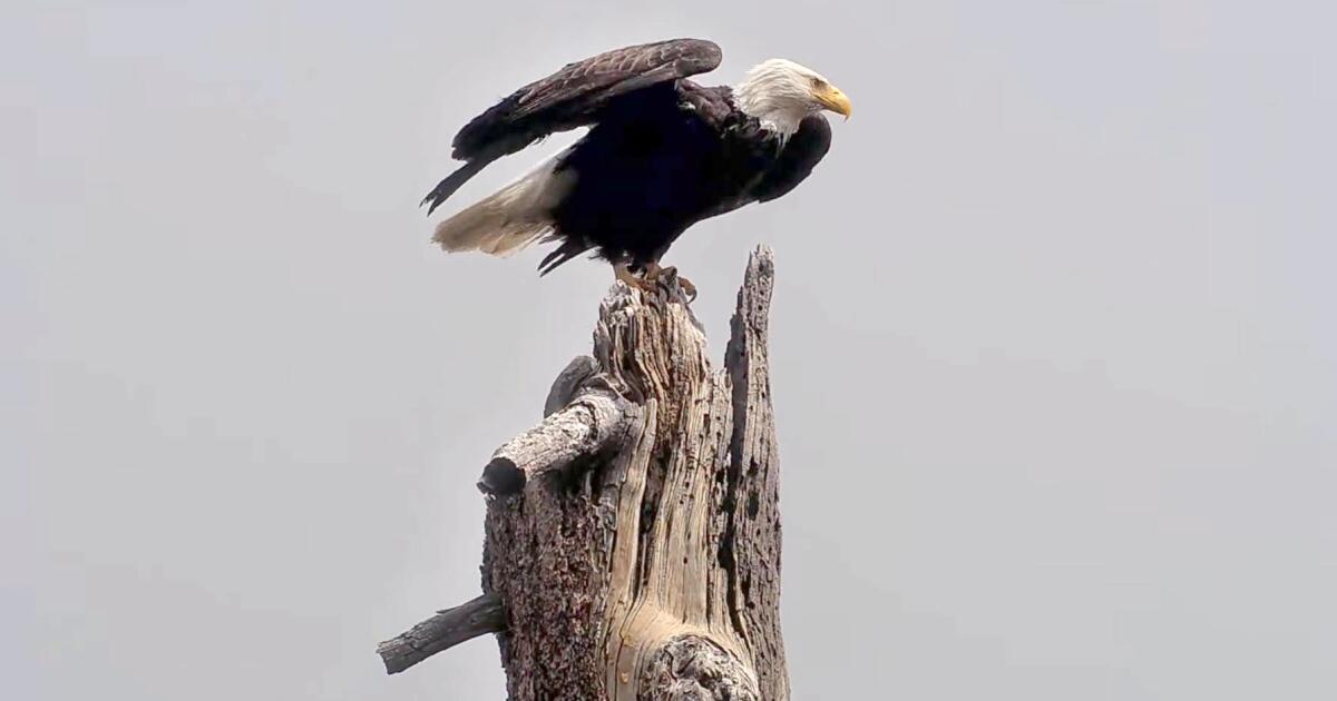 Remains of famed eagle Jackie will go to tribes. Some fans fighting it