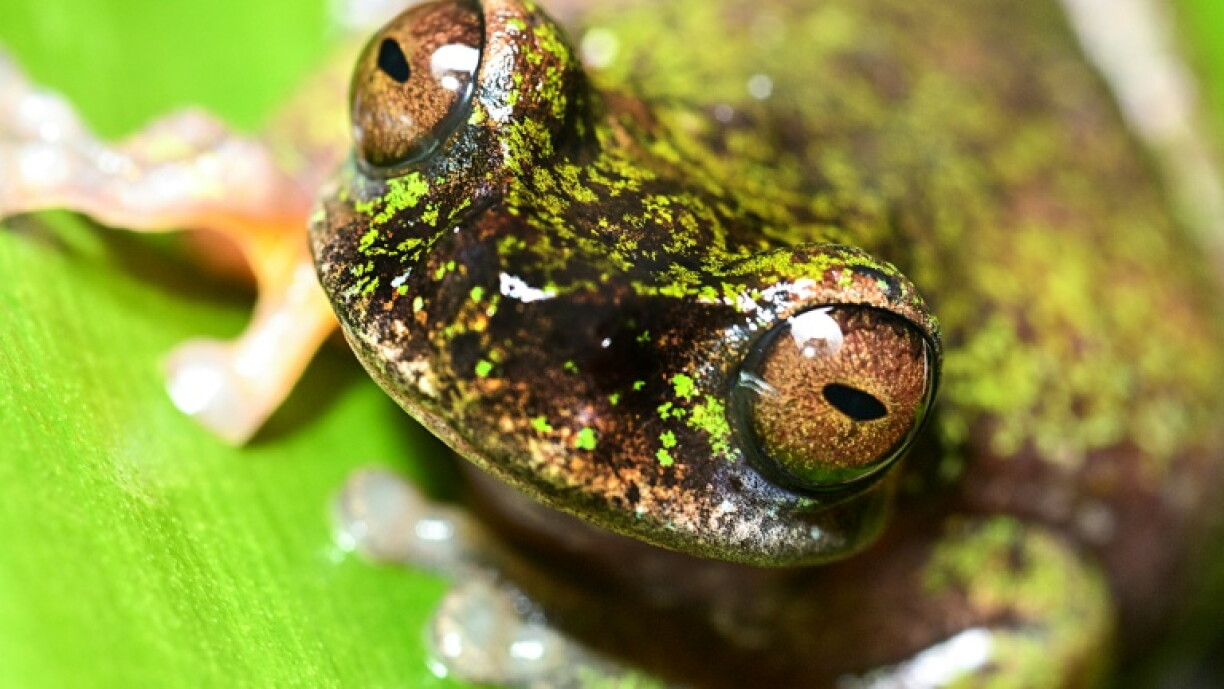 New species of tree frog: Nocturnal 'coffee frog' discovered in Costa Rica