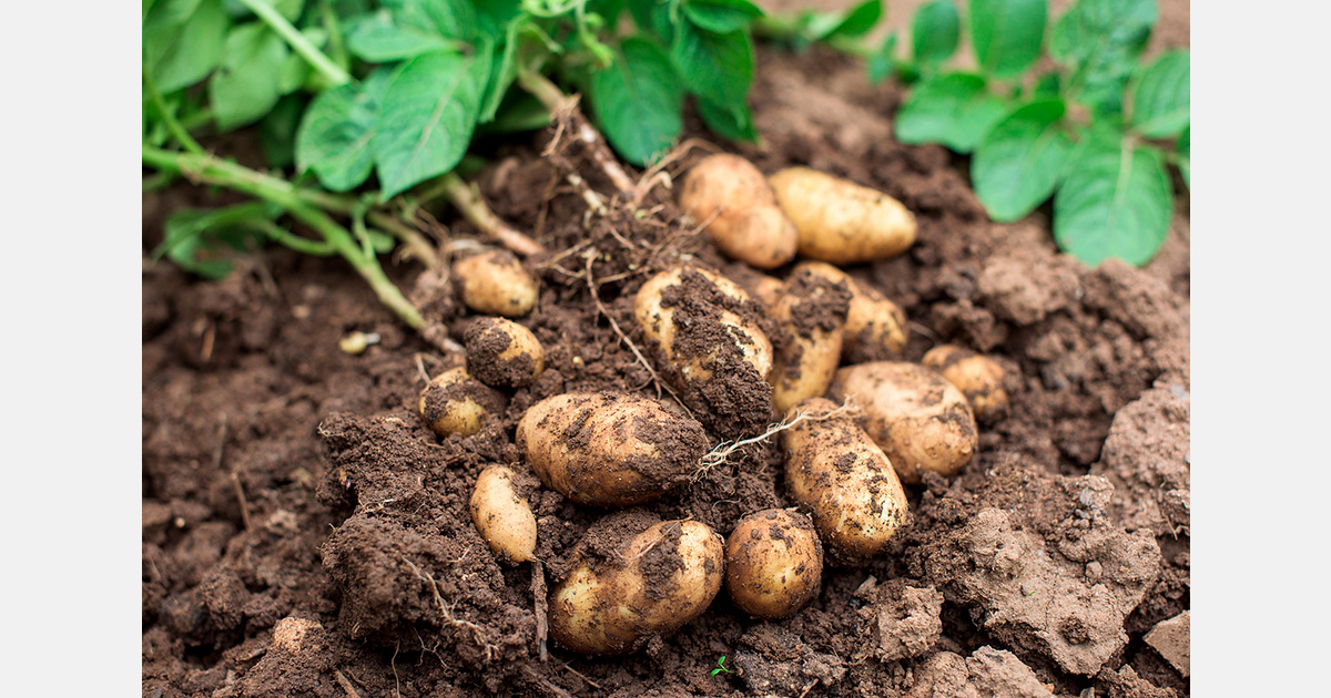 Dry weather cuts Luxembourg potato yields by around 30%