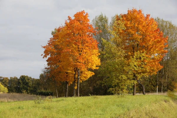 What Will Autumn Be Like and When to Expect the First Snow in Latvia