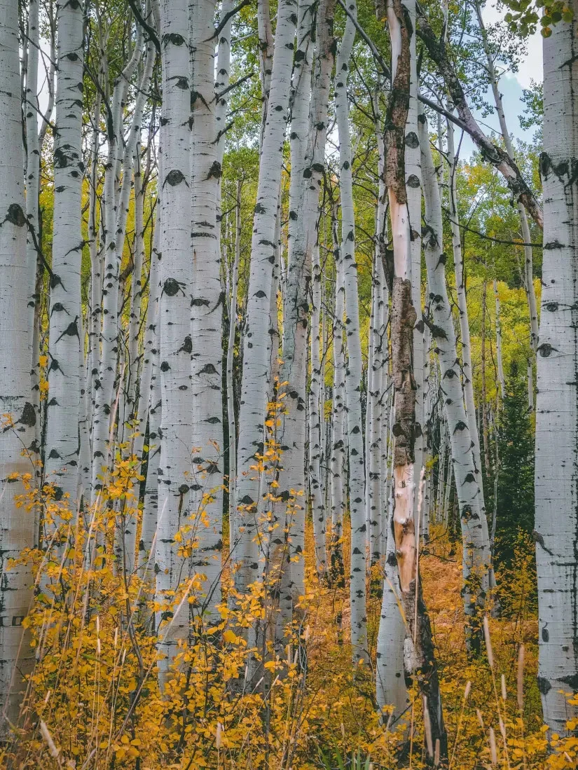 Leafless birch trees against a cloudy sky, displaying intricate branch patterns.