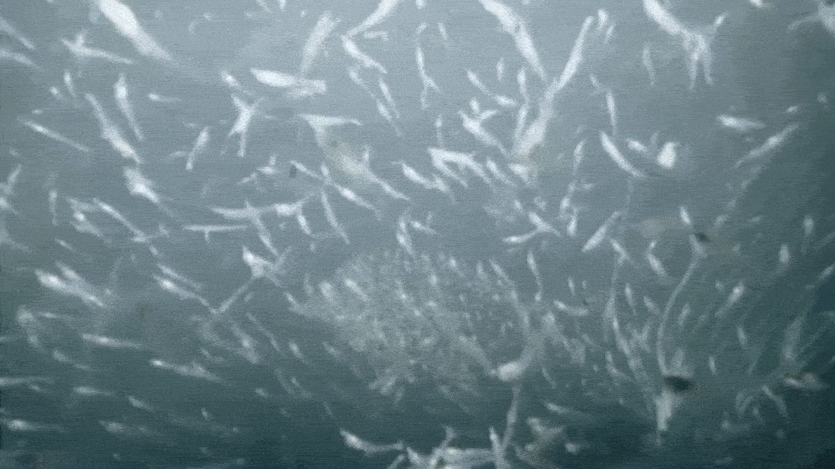Mesmerizing Video Reveals a Rare Ocean Ecosystem at The Edge of a Greenland Glacier