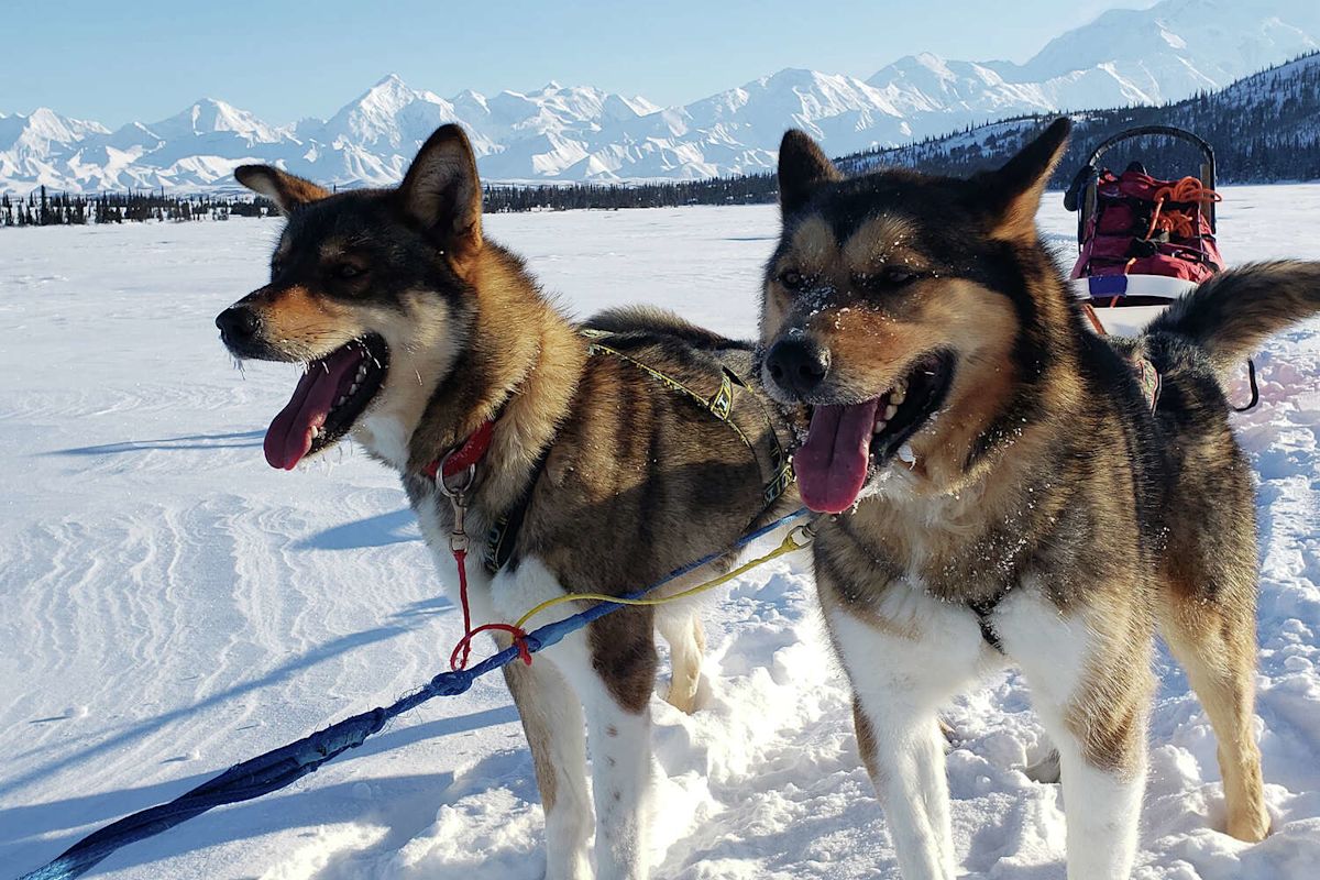 Trump administration blocks 3 jobs caring for Denali's working sled dogs