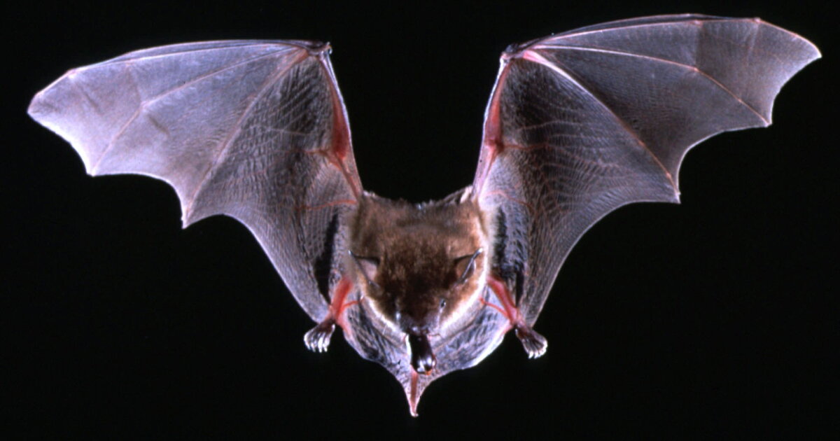 Idaho health officials warn of increased human encounters with rabid bats